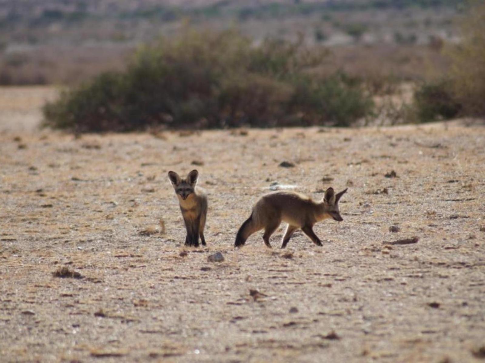 Camp Gecko - Private Nature Reserve; Tented Camp And Campsite سوليتير المظهر الخارجي الصورة