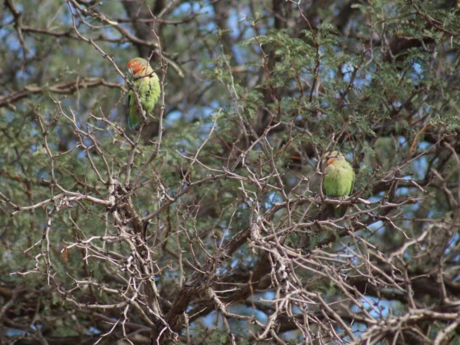 Camp Gecko - Private Nature Reserve; Tented Camp And Campsite سوليتير المظهر الخارجي الصورة
