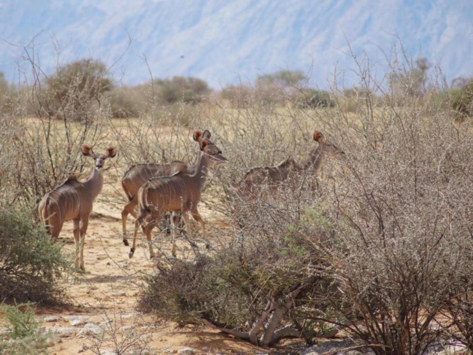 Camp Gecko - Private Nature Reserve; Tented Camp And Campsite سوليتير المظهر الخارجي الصورة